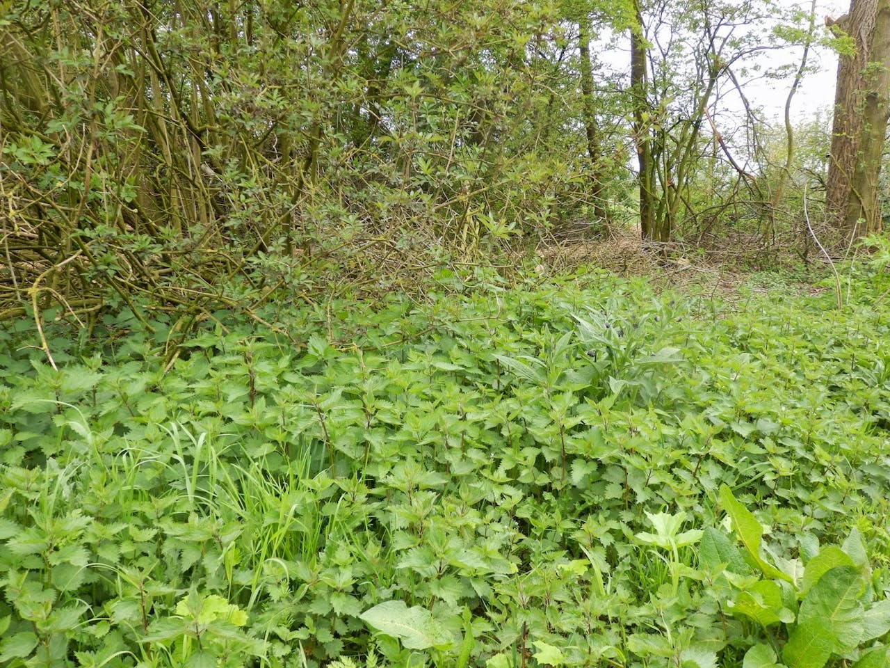 Een grote groep brandnetels in een bos.