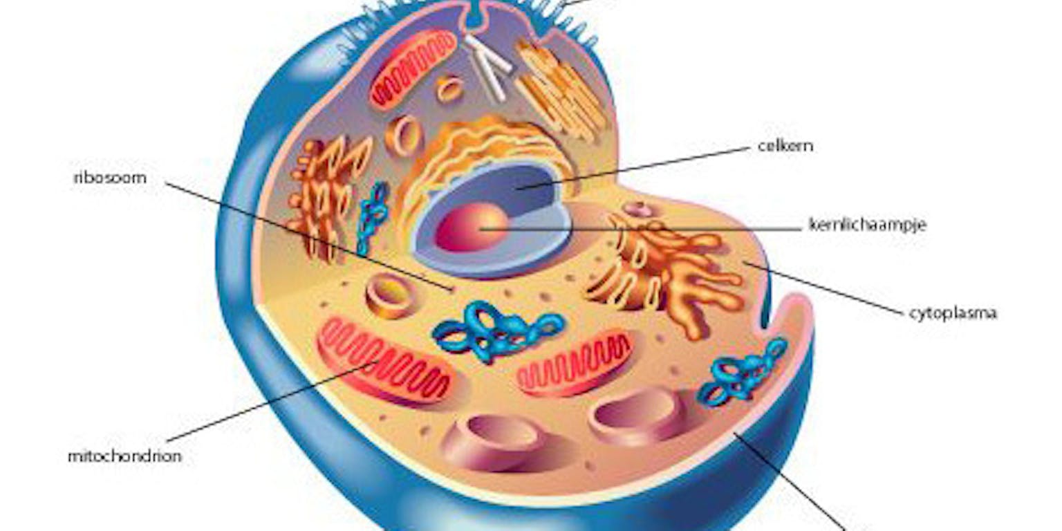 Een diagram dat de opbouw van een menselijke/dierlijke cel laat zien.