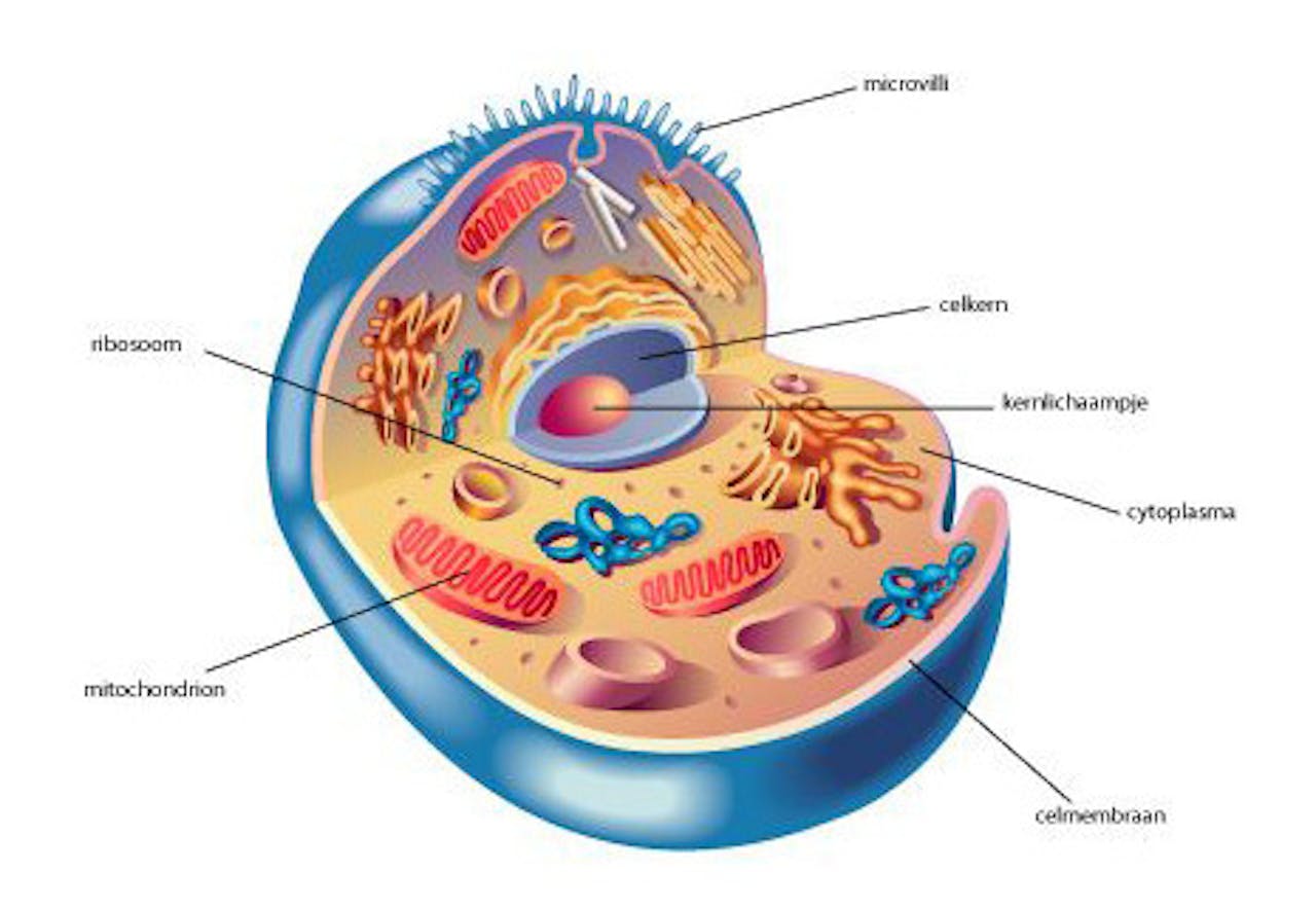 Een diagram dat de opbouw van een menselijke/dierlijke cel laat zien.