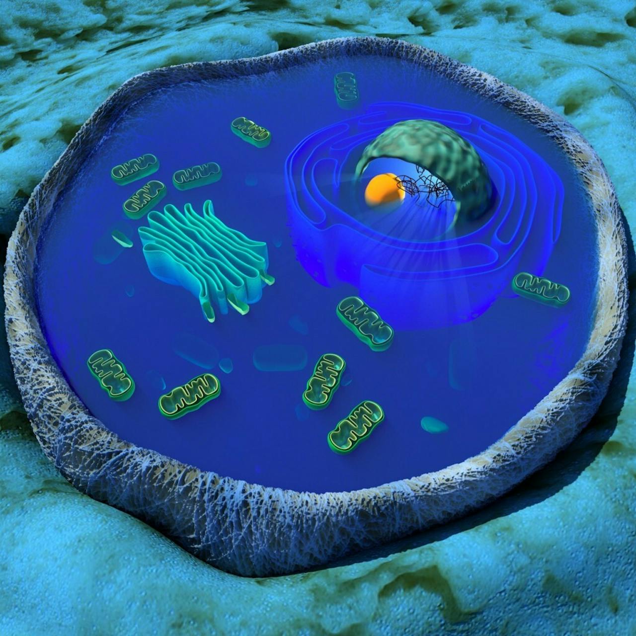 Een afbeelding van een cel in 3D op een blauwe achtergrond.