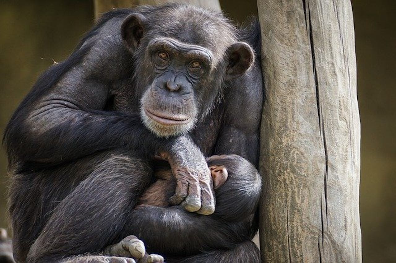 Een volwassen chimpansee houdt een babychimpansee vast.