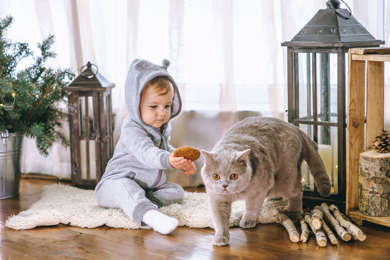 een baby probeert een grijze kat een koekje te voeren, kat loopt weg