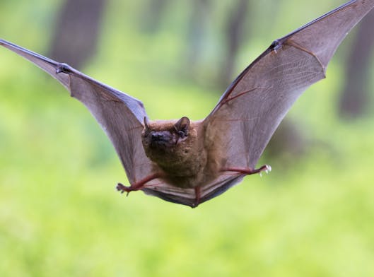 Vleermuis