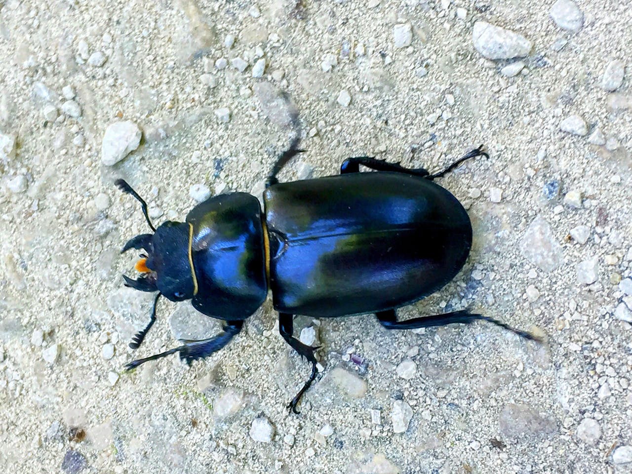 een scarabee met de blauwe kleur op zijn schild duidelijk zichtbaar