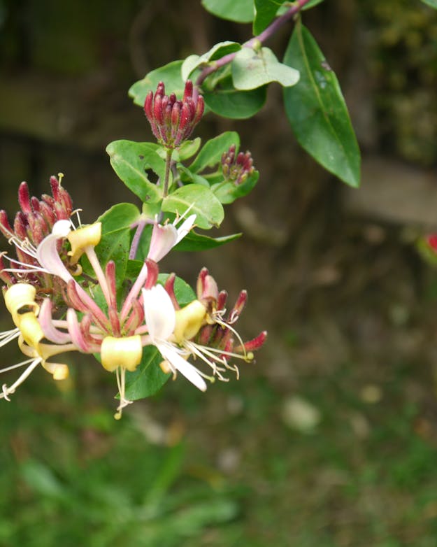 Kamperfoelie Kamperfoelie