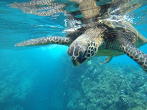 Groene zeeschildpad zwemt onder water net onder het wateropppervlak