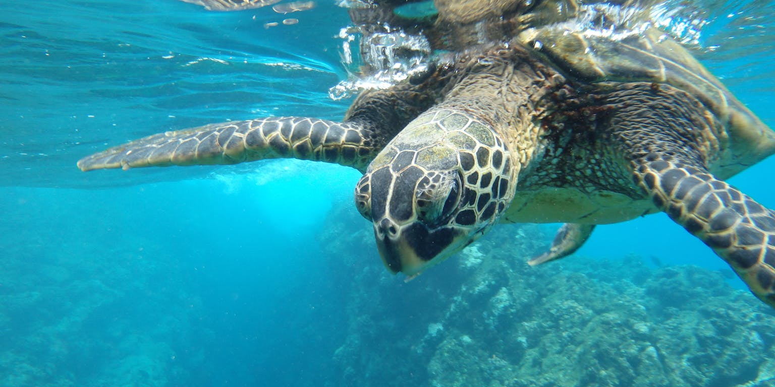 Groene zeeschildpad zwemt onder water net onder het wateropppervlak