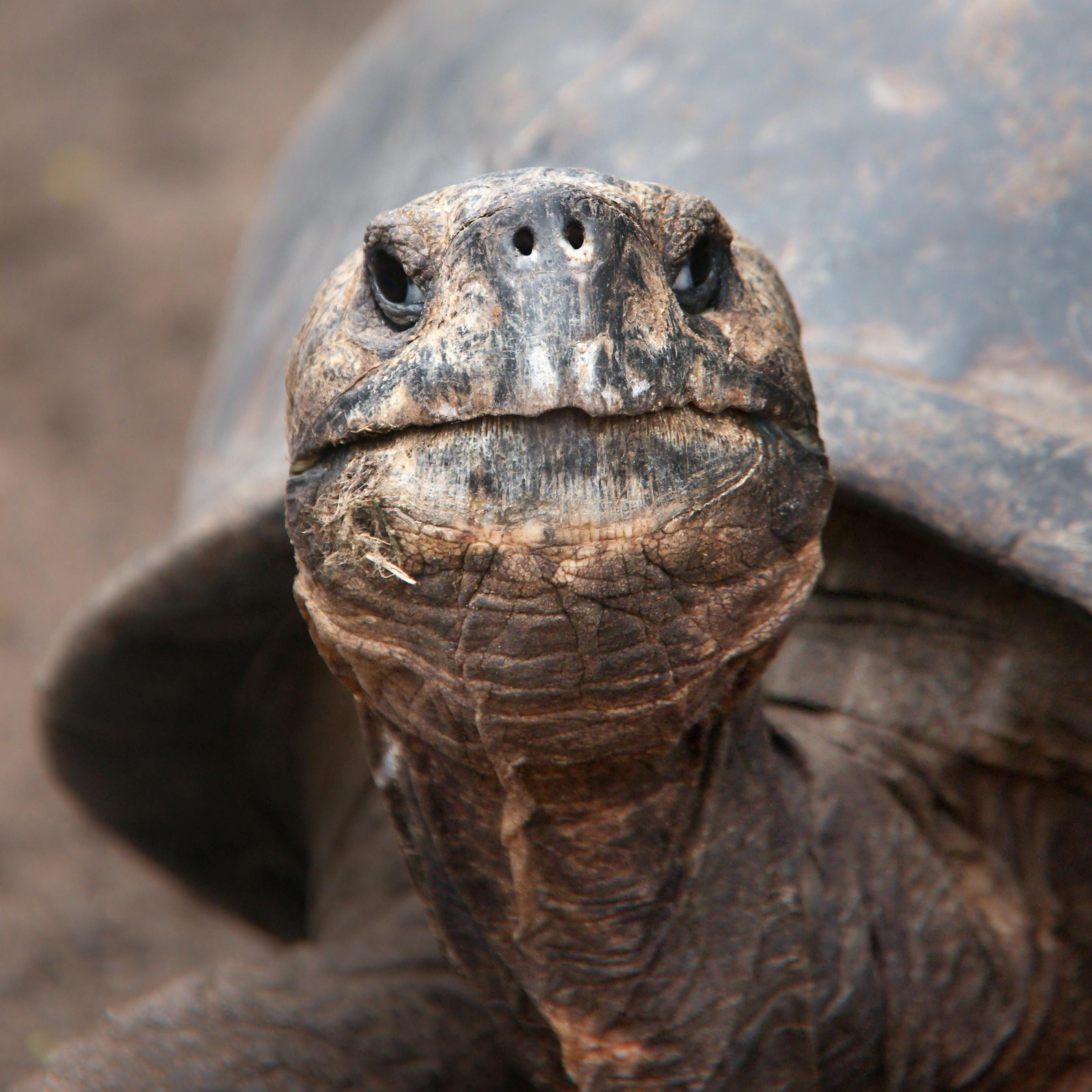 close up van het hoofd van een galapagos schildpad