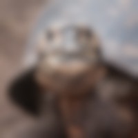 close up van het hoofd van een galapagos schildpad