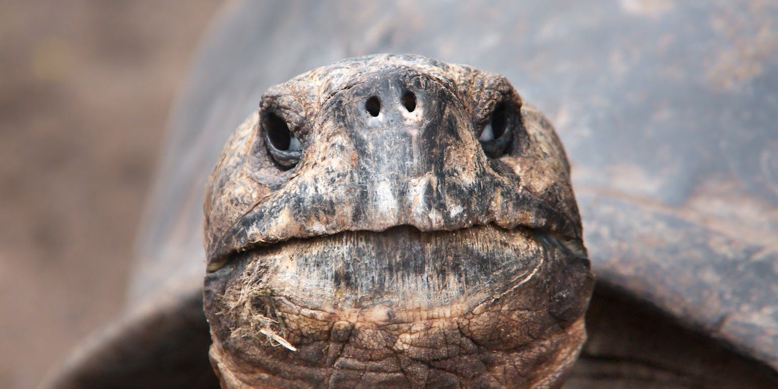 close up van het hoofd van een galapagos schildpad