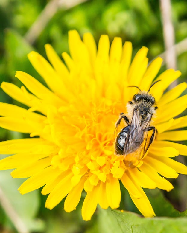 Vlieg op paardenbloem Vlieg op paardenbloem