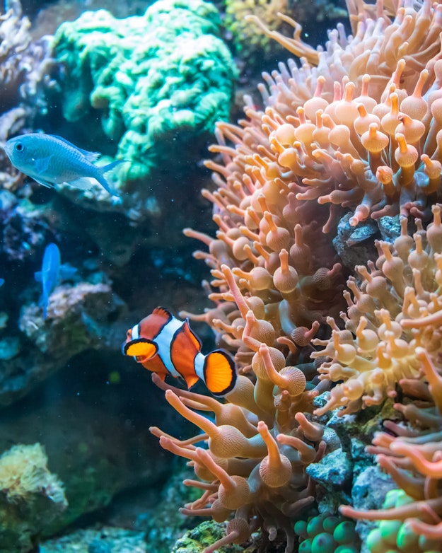 Vissen zwemmen tussen het koraal