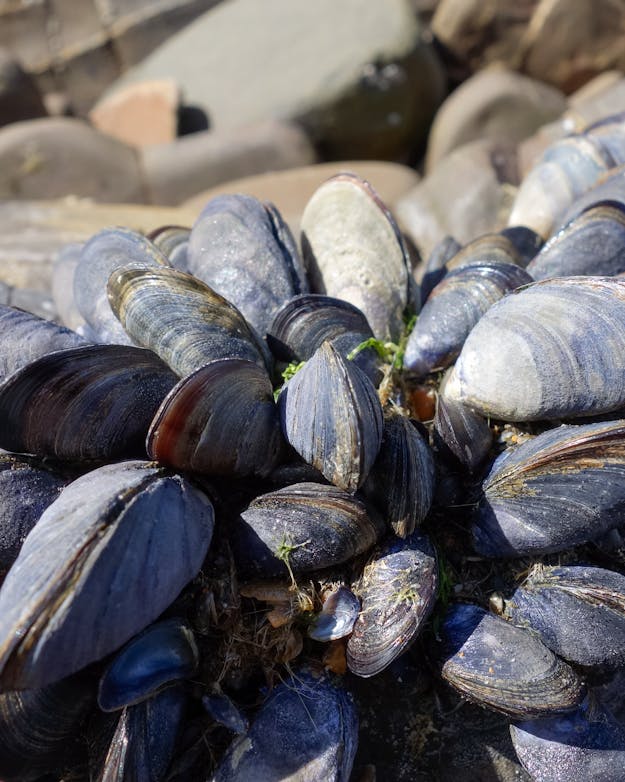 Mosselen Mosselen