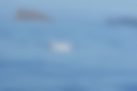 Een witte dolfijn die met een rugvin uit de oceaan steekt.
