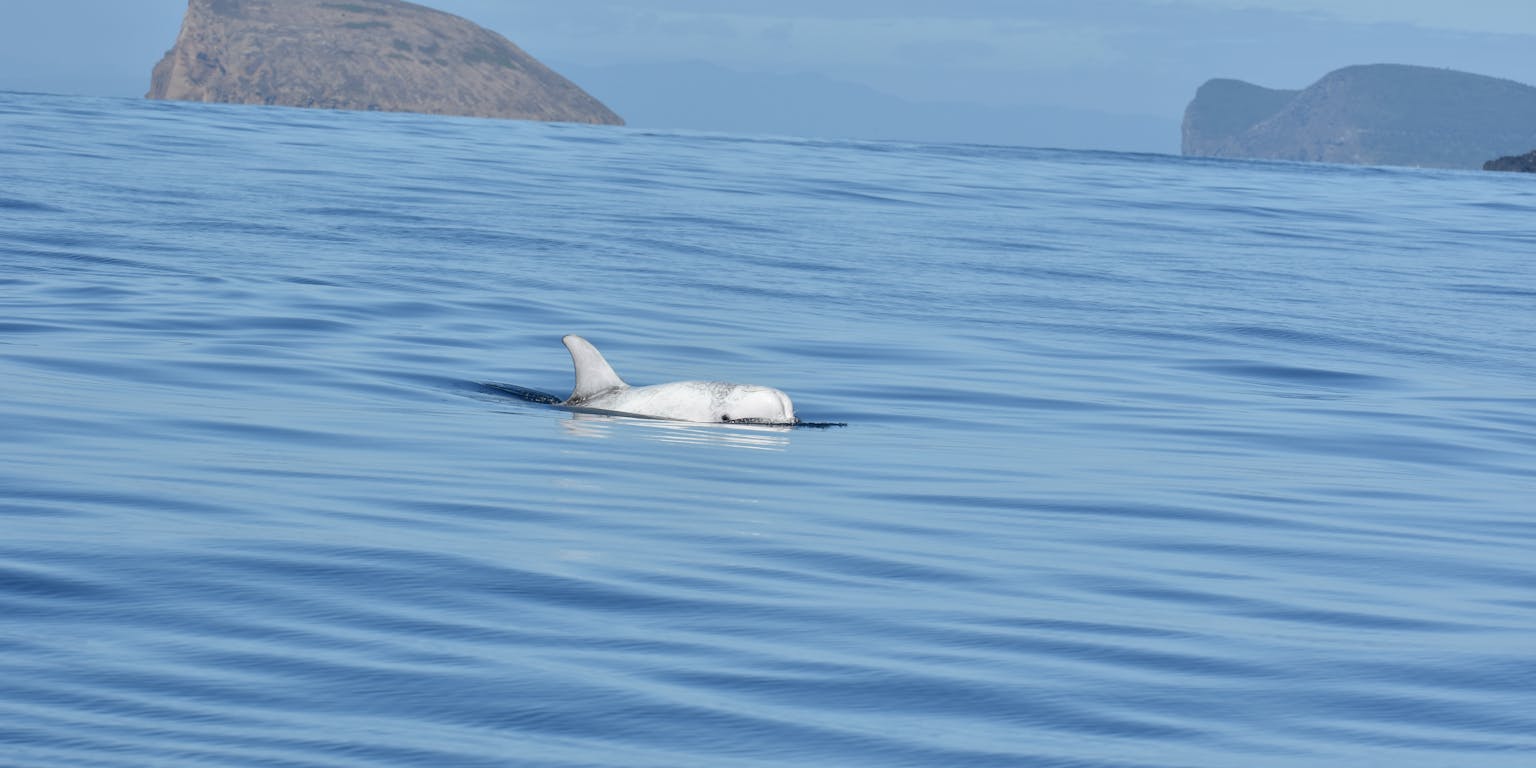 Een witte dolfijn die met een rugvin uit de oceaan steekt.