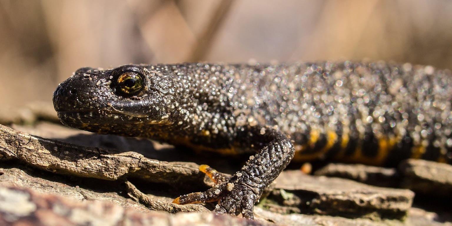 close up van een kamsalamander op een boomstronk