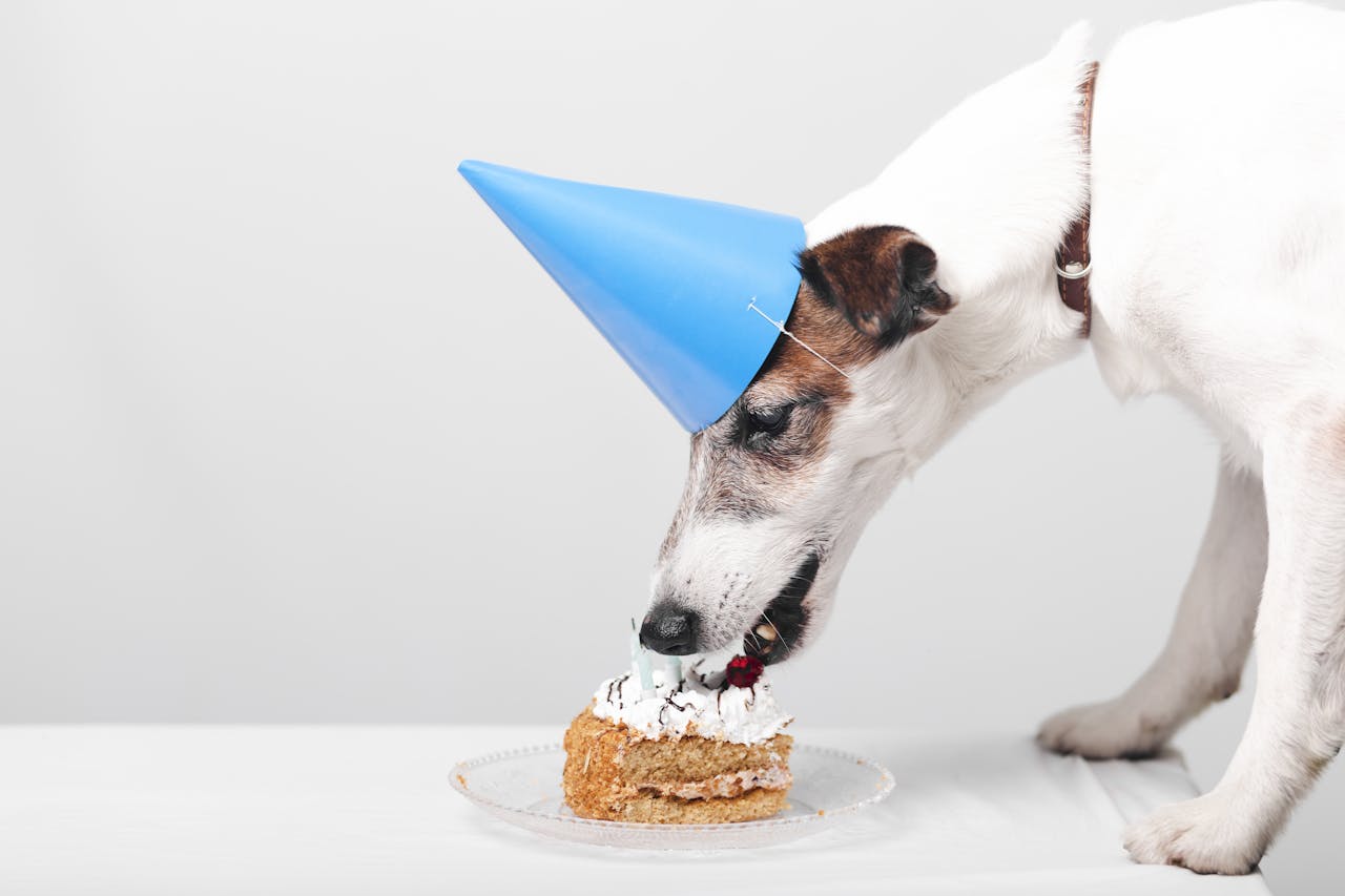 een kleine zwart wit gevlekte hond met een blauw hoedje op zijn kop eet een stuk taart