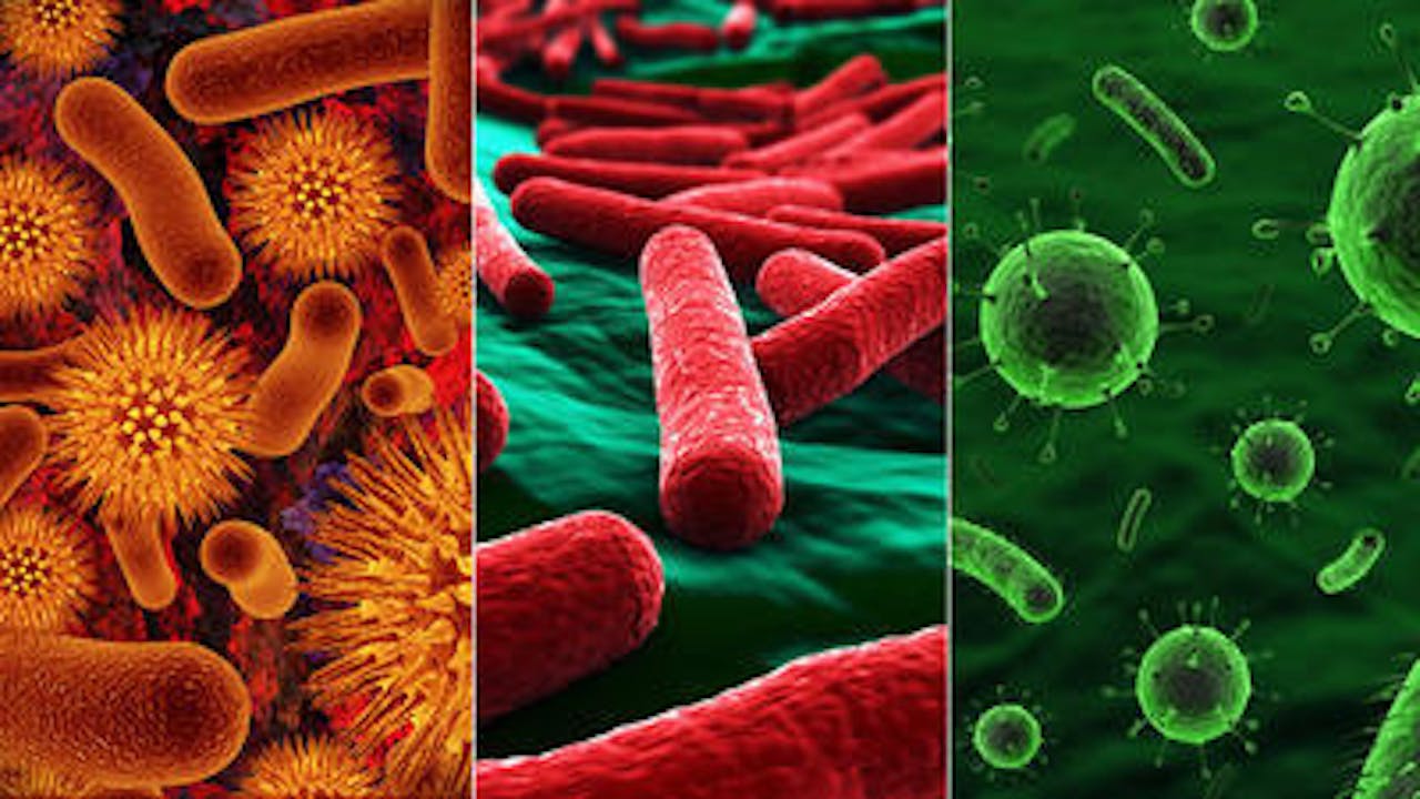 Vier verschillende soorten darmbacteriën in verschillende kleuren.