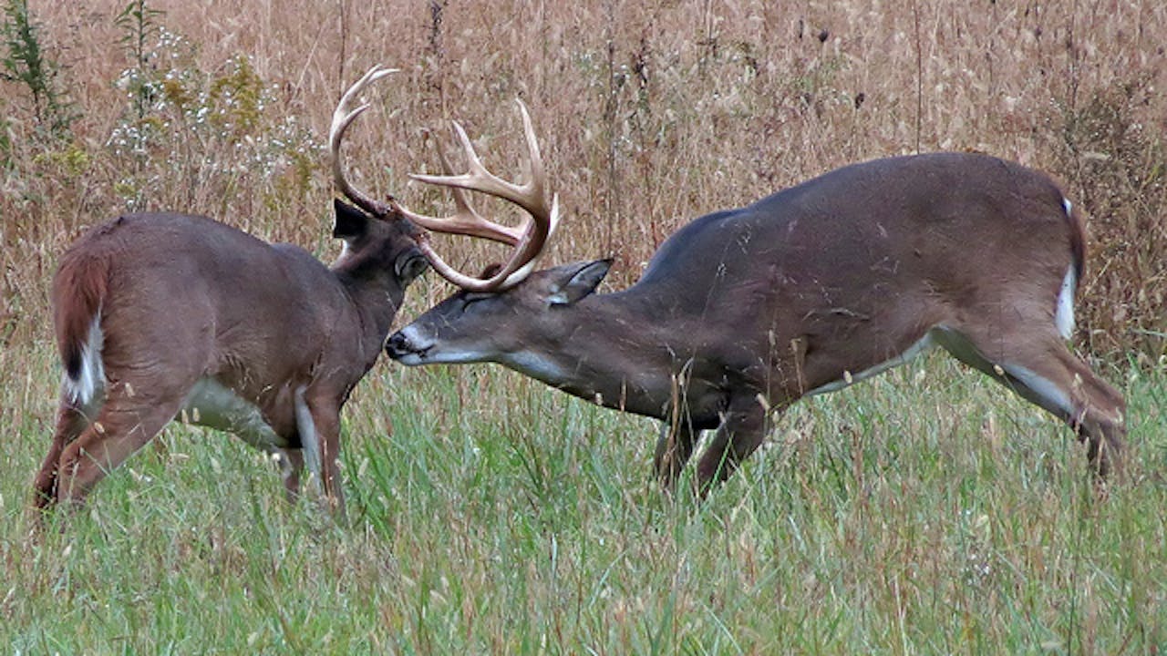 Twee herten vechten in een grasveld.