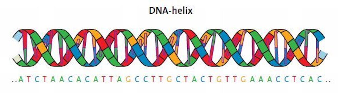 Een DNA-helix. Om elkaar heen draaiende strengen van vier verschillende bouwsteentjes (A, T, C & G).