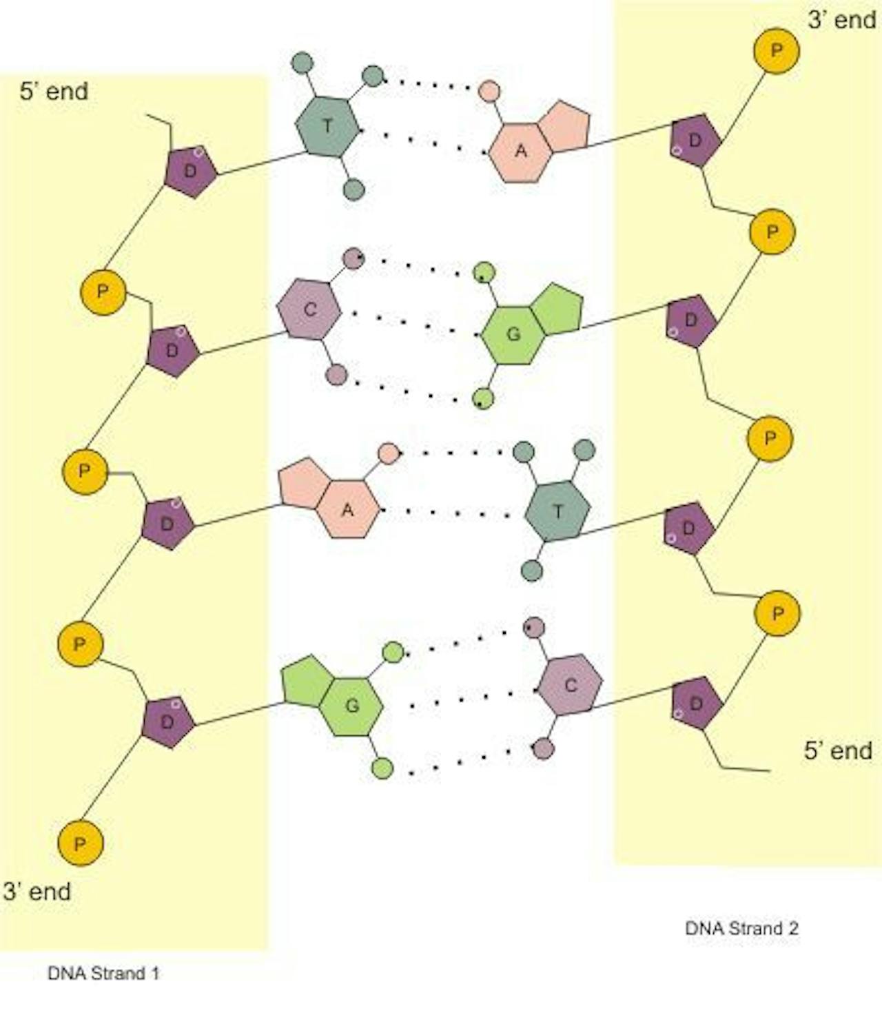 Een diagram dat de structuur van een DNA-molecuul laat zien.