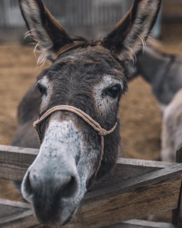 Een ezel in een ezelopvang leunt met zijn kop op het hek Een ezel in een ezelopvang leunt met zijn kop op het hek