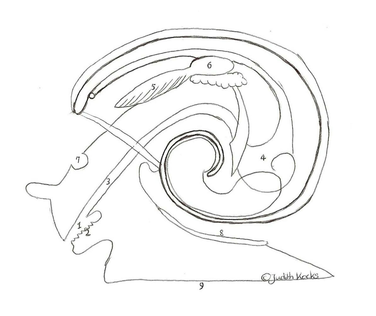 Een tekening van een doorsnede van een zeeslak.