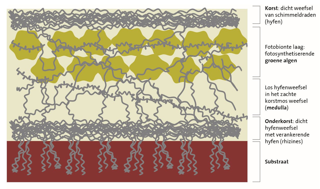 Een dwarsdoorsnede door een korstmos, een symbiotische relatie tussen groene algen en een schimmel.