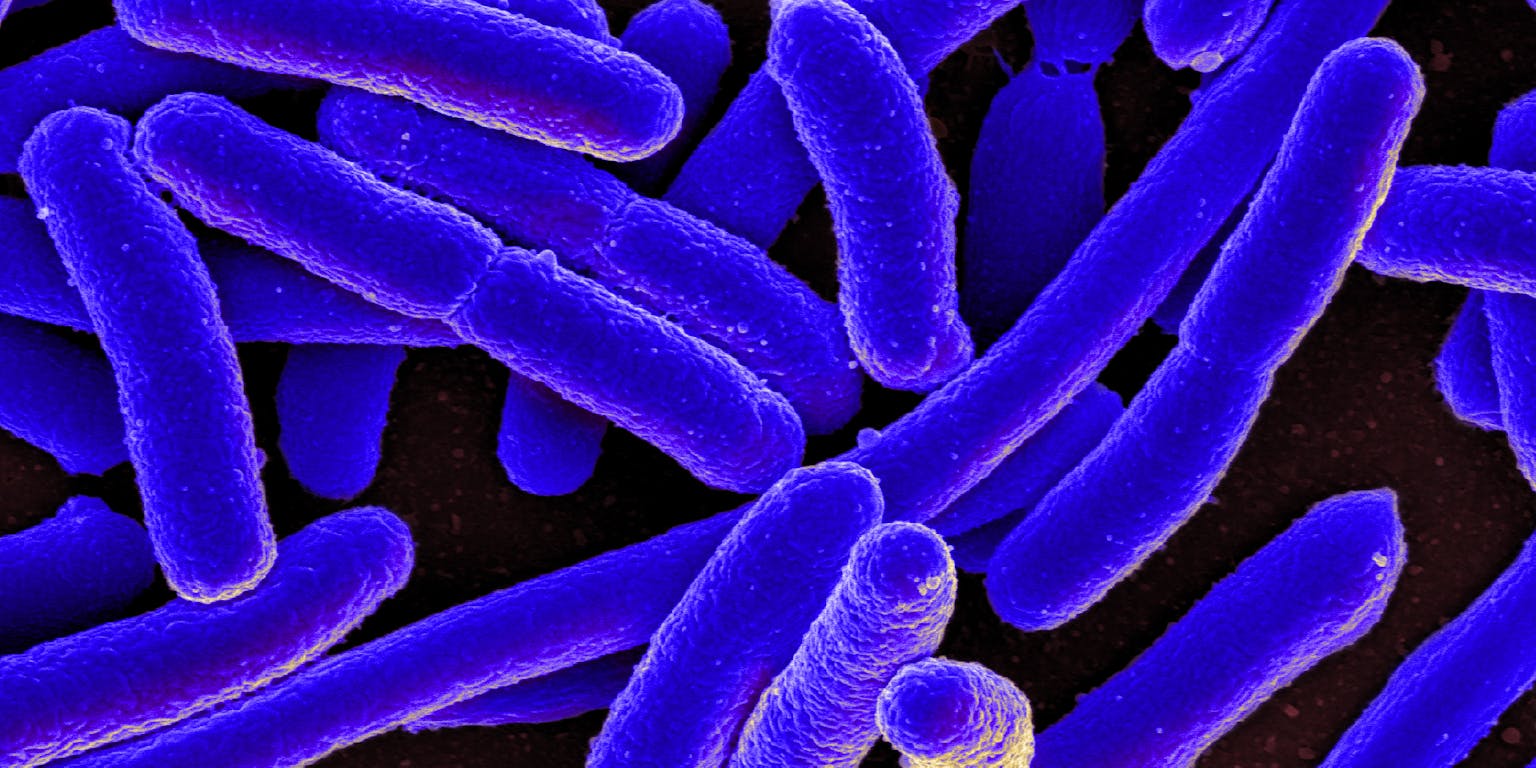Close-up van de e-coli bacterie.