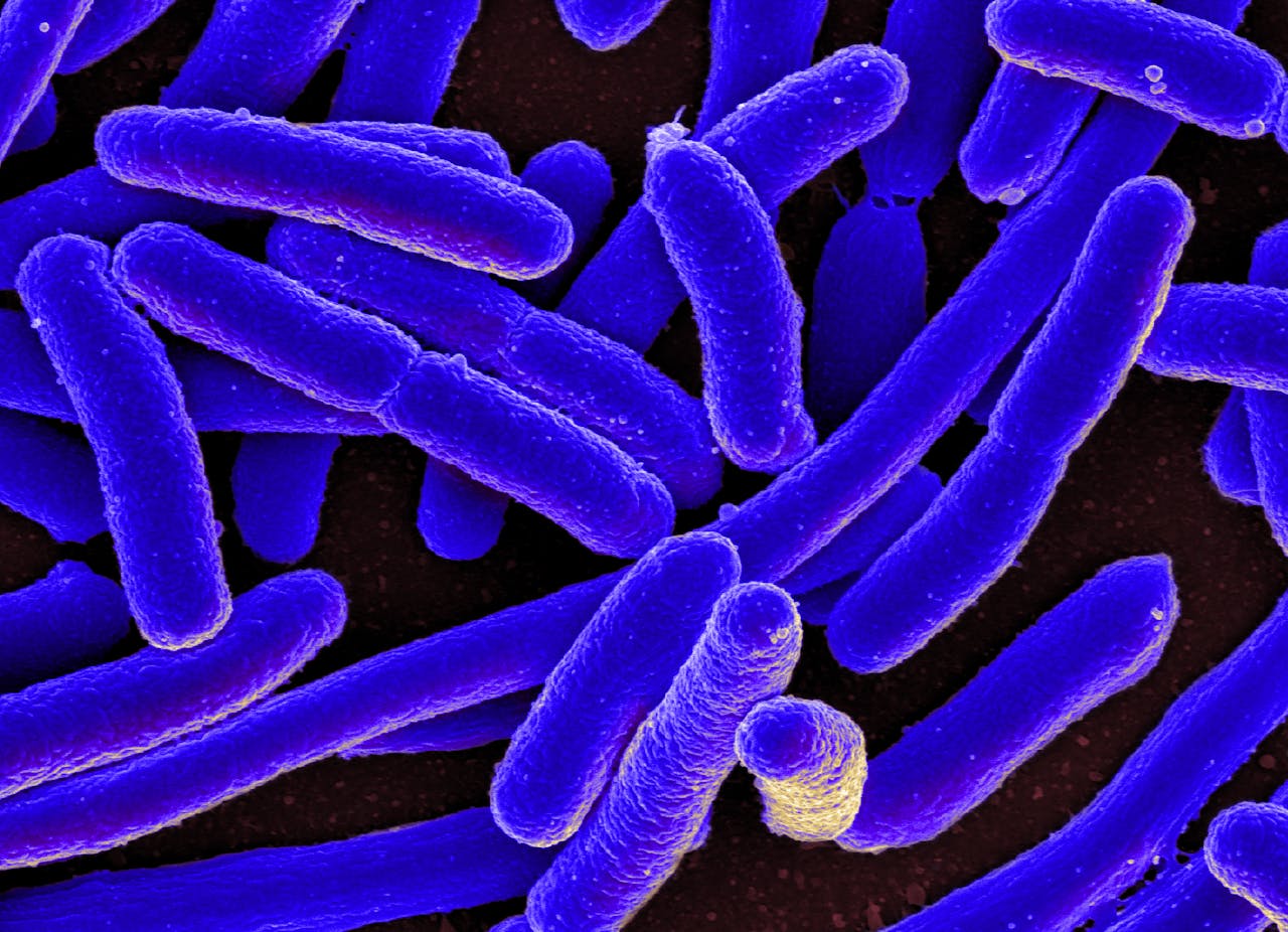Close-up van de e-coli bacterie.