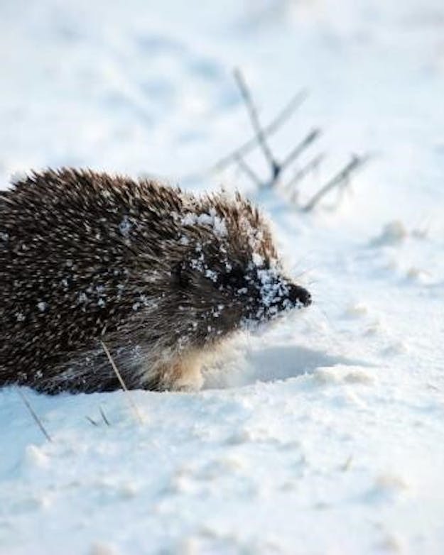 Een egel in de sneeuw