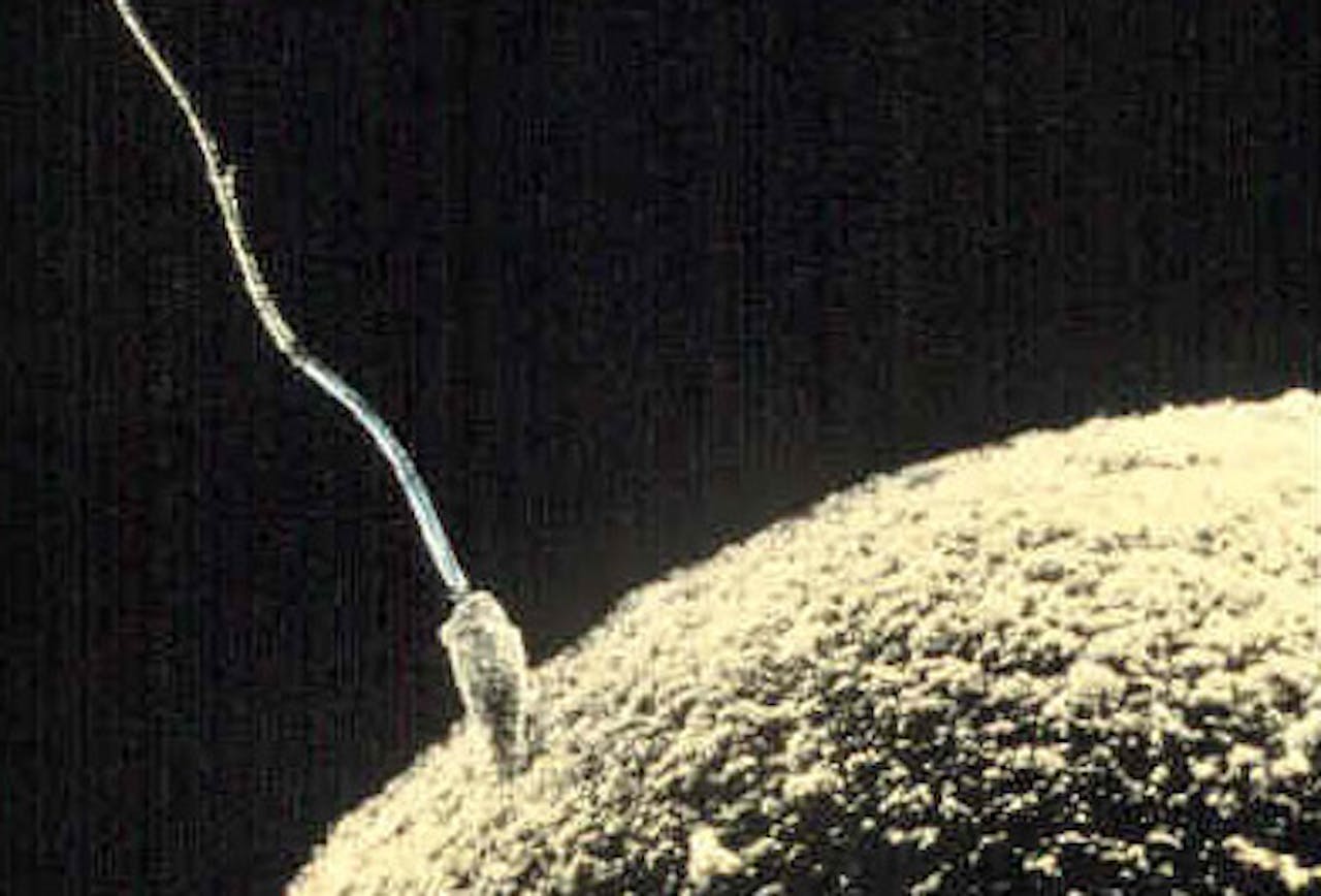 Een foto van de bevruchting en innesteling van een eicel.