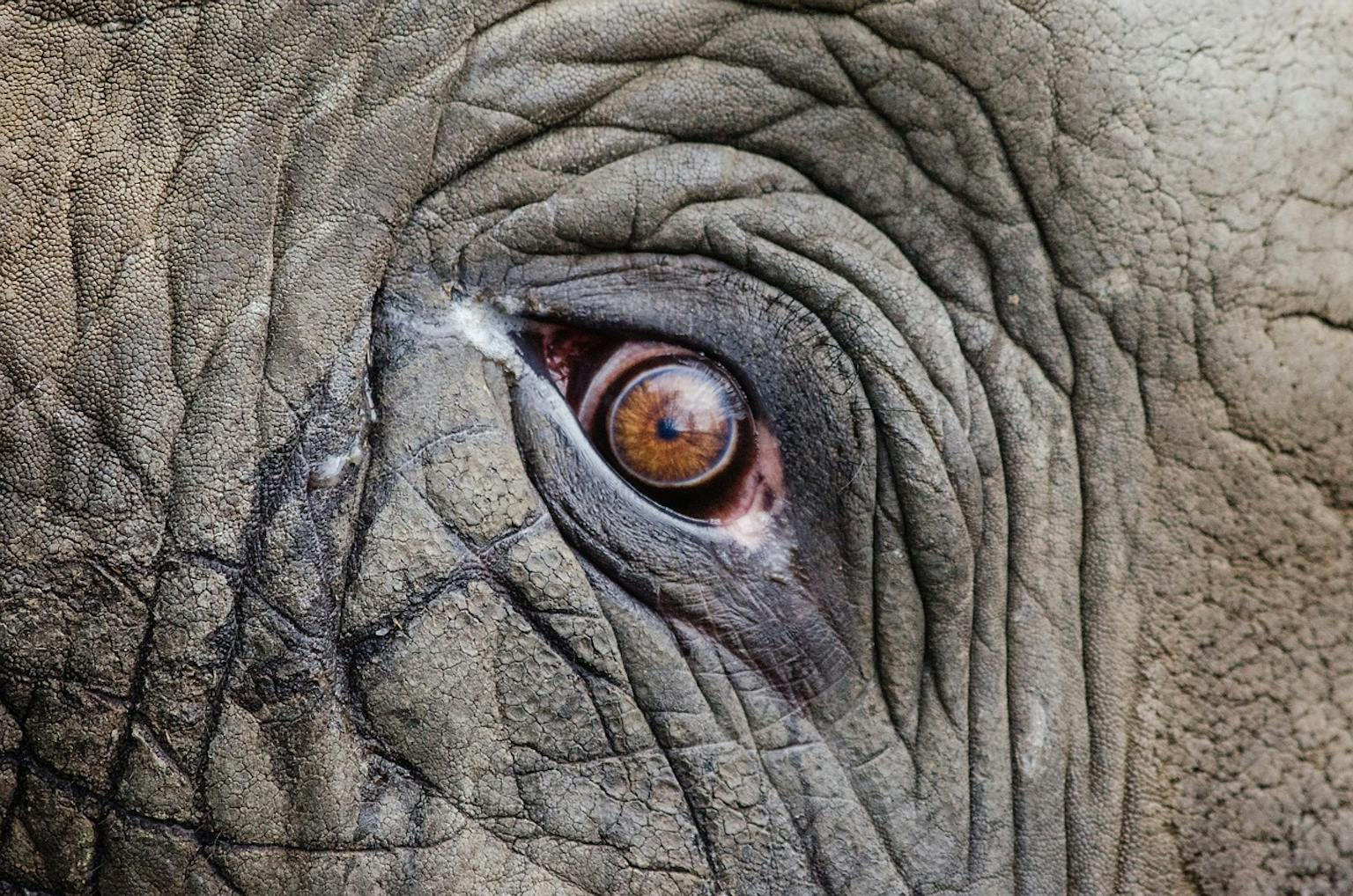 Close-up van het oog van een olifant.