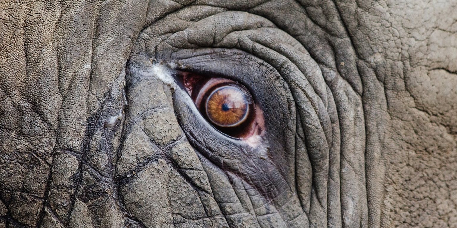 Close-up van het oog van een olifant.