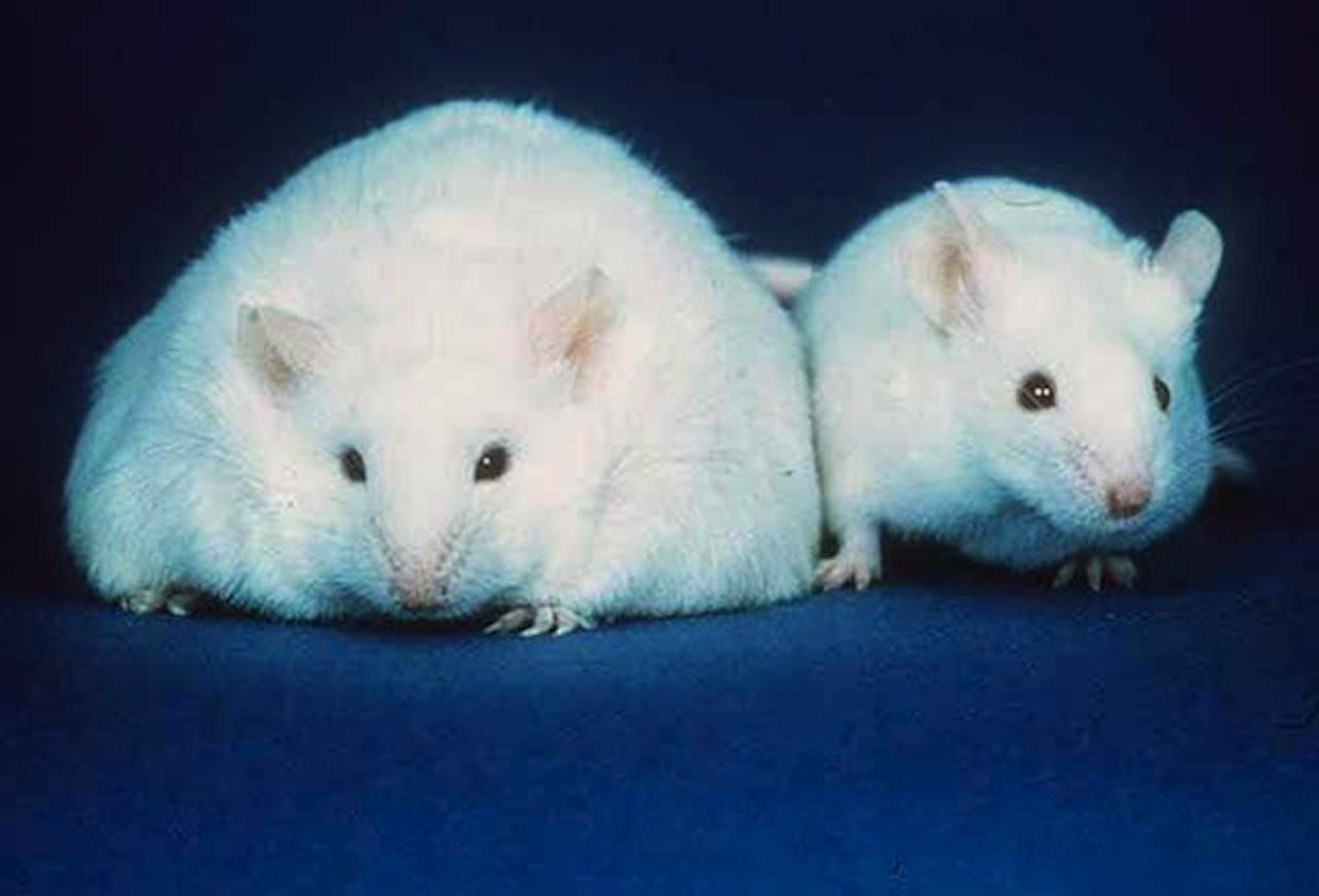 Twee witte muizen staan naast elkaar op een blauwe achtergrond.