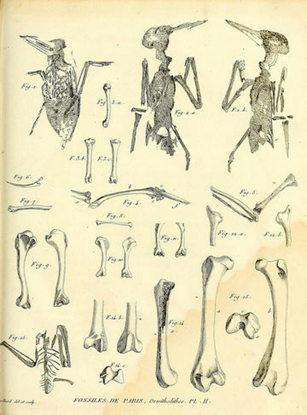 Tekening van vogelskeletten en botten.