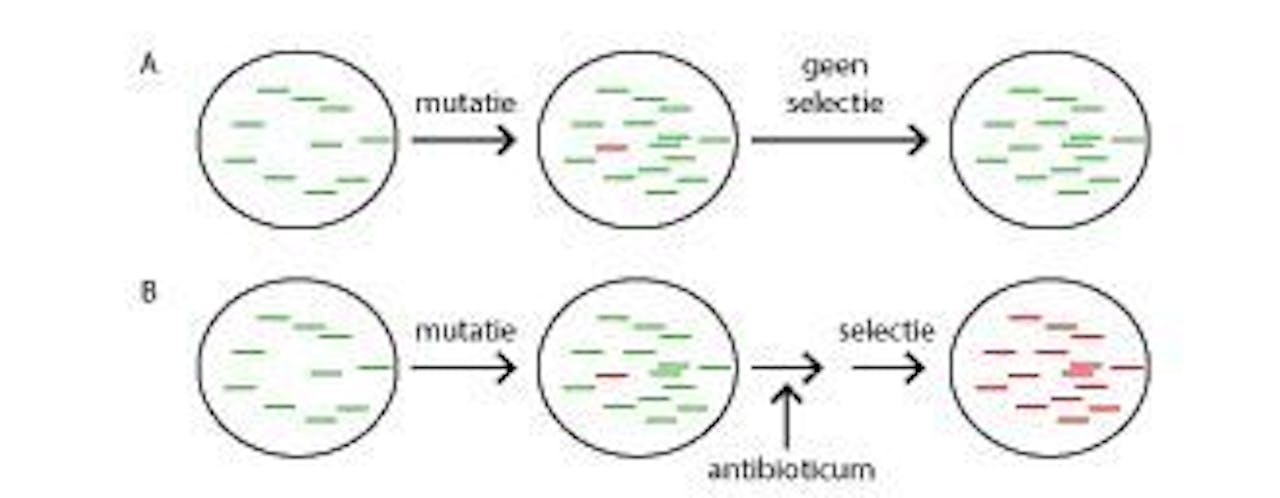 Een infographic van een bacteriepopulatie die de gevoeligheid van antibiotica uitdrukt in twee verschillende selecties.
