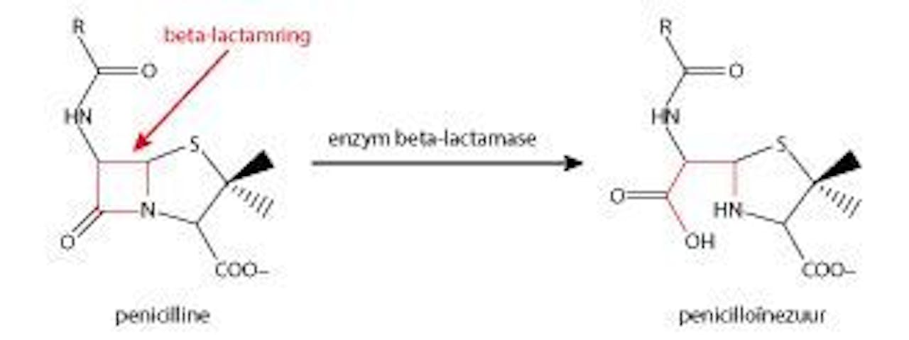 Een diagram van bacteriën die enzym beta-lactamases produceren.
