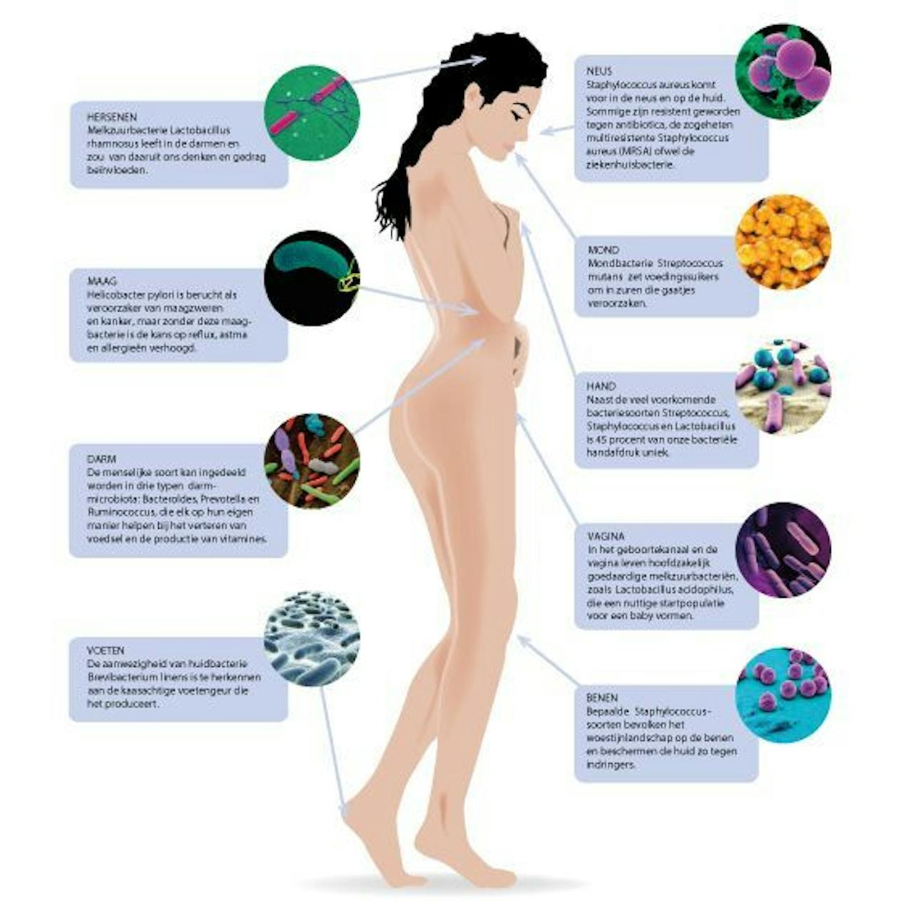 Het lichaam van een vrouw wordt afgebeeld met verschillende soorten mciro-organismen.
