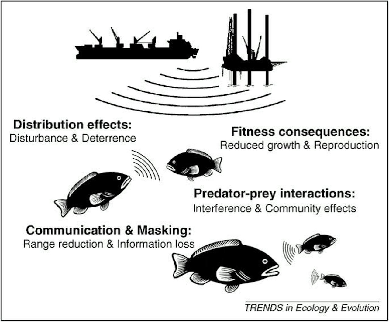 Een diagram dat de effecten van geluid op vissen laat zien.