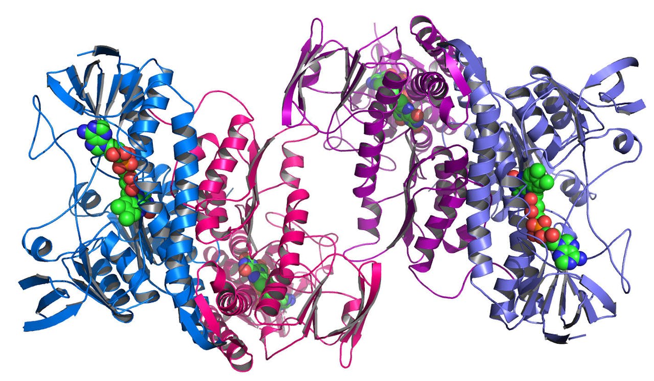 Een visualiasatie van hoe een eiwitketen eruitziet. Er zijn kleurrijke gekrulde vormen te zien.