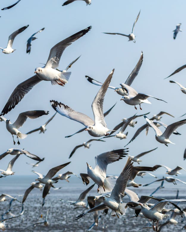 Meeuwen boven zee Meeuwen boven zee