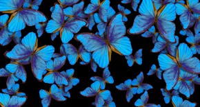 Een wirwar van vliegende morphovlinders, een zee van blauw
