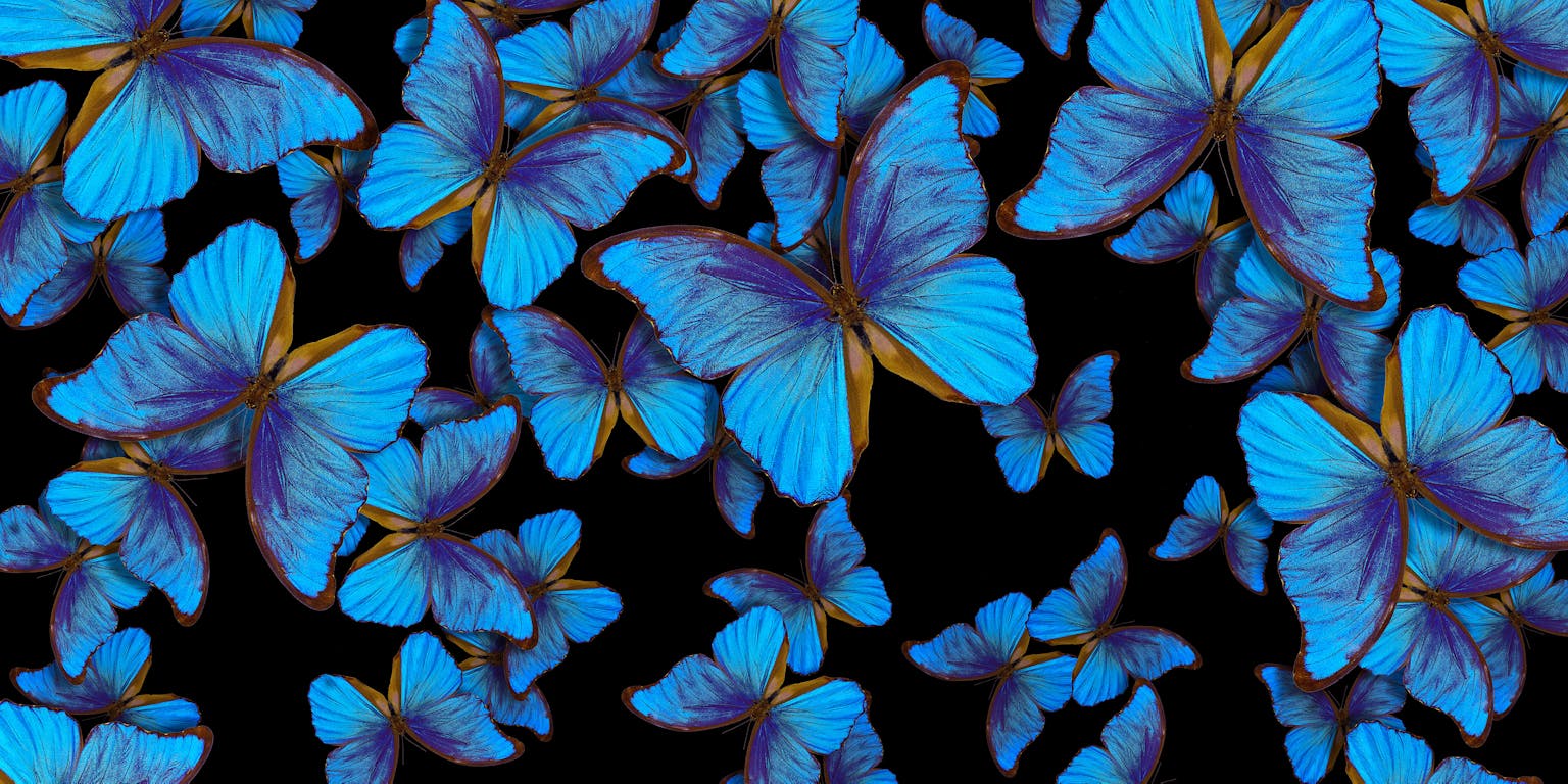 Een wirwar van vliegende morphovlinders, een zee van blauw