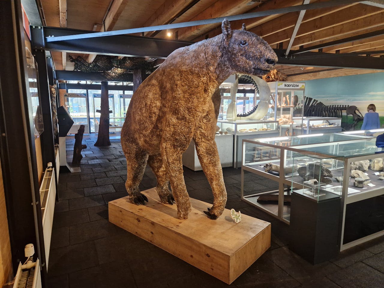 Een groot model van een chalicotherium op een houten blok midden in een museum tussen de vitrines.