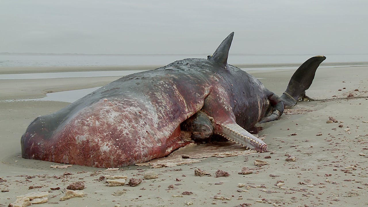 Een dode potvis met bloed ligt op het strand.