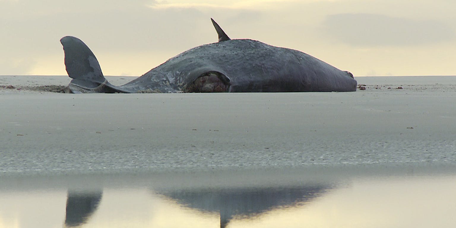 Een grijze potvis die op het strand in het zand ligt.