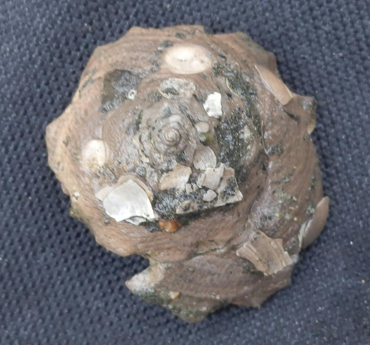 De bijzondere zeeslak Xenophora beplakt zichzelf met resten van andere schelpen en neemt zo de perfecte camouflage aan. Dit Miocene exemplaar, vers uit de modder, heeft zich eveneens bedekt met flinterdunne restjes van andere schelpen. In een andere schelp zijn boorgaatjes zichtbaar. Het schelpdier is er door zijn vijand zo te zien uitgezogen. Dan is er nog een Glossus, (voorheen Isocardia, vanwege zijn hartvorm). Het zijn allemaal wondertjes der natuur.