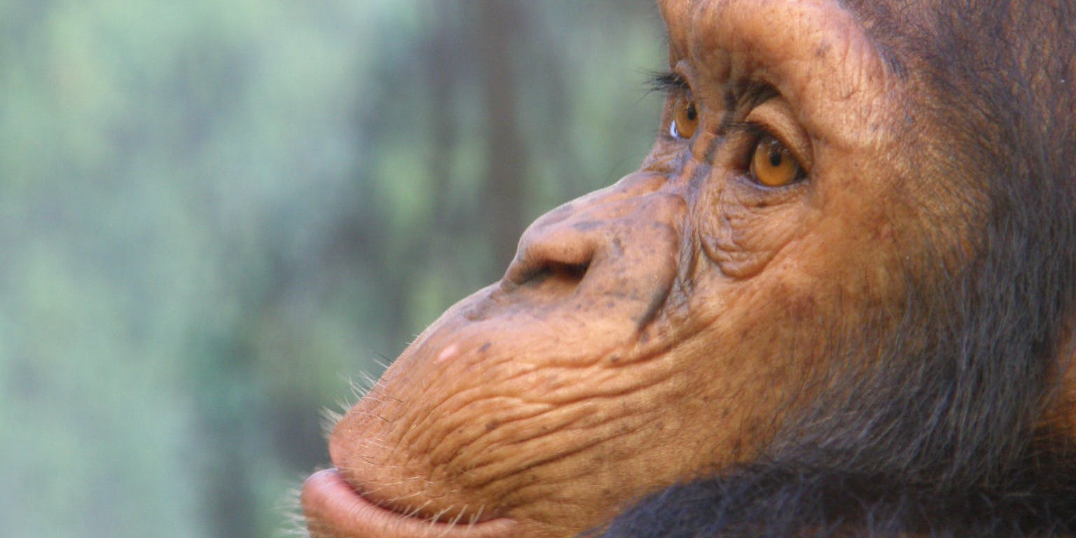 Een close-up van een chimpansee.
