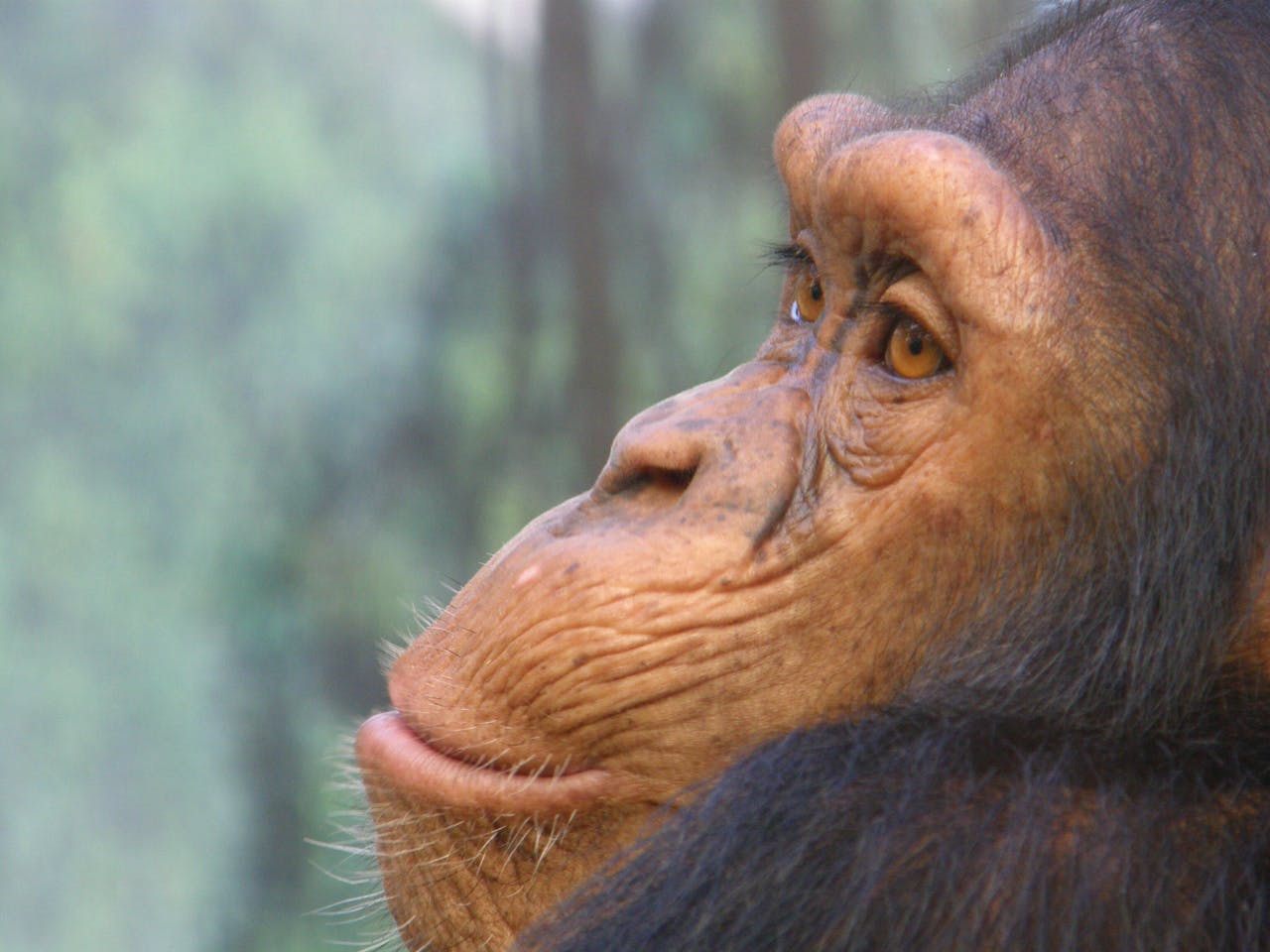 Een close-up van een chimpansee.